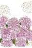 Karnet B6 + koperta Urodziny fioletowe kwiaty