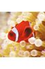 Karnet kwadrat z kopertą Clownfish in sea anemone
